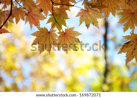 Beautiful autumn Maple Leaves Liaoning China