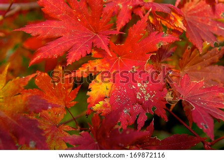 Beautiful red maple leaves in Liaoning China