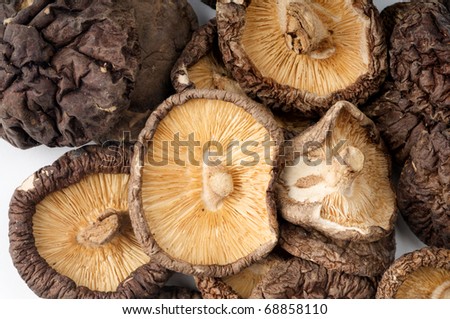 Mushroom background texture