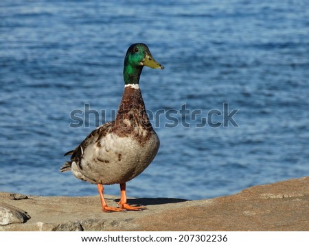 Mallard duck posing on the sea wall by the edge of the Severn river