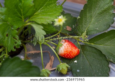 ripe strawberry in a stawbery tree in chaing rai thailand
