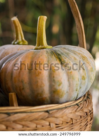 pumpkins symbolising autumn holidays and used in decorative works.