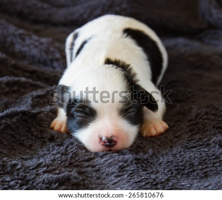 portrait of purebred puppies chihuahua sleep on black  background