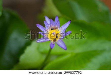 Bee on lotus flower,bee swarm water lily, lotus in nature,bee on lavender lily