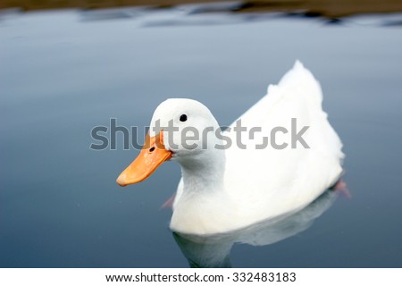 white duck breed Beijing