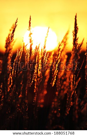 Summer abstract nature background with grass in the meadow and sunset in the back