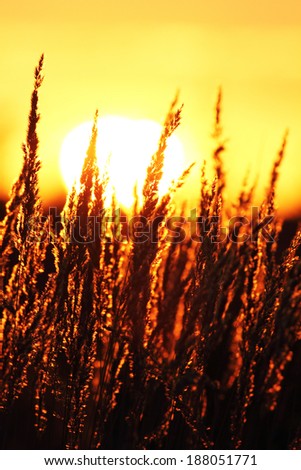 Summer abstract nature background with grass in the meadow and sunset in the back