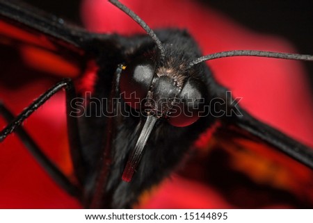 butterfly close up, dramatic lighting gives 