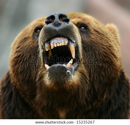 Enraged brown bear