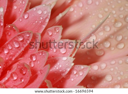 Close up of pink daisy with water drops on petals