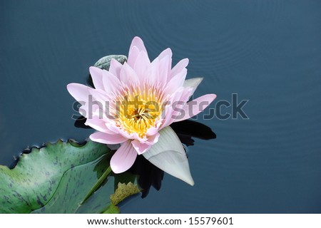 Tropical Day Flowering Water Lily