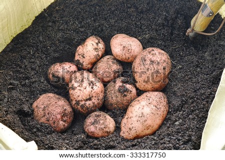Freshly lifted organic potatoes grown in a garden from a grow bag in dark rich soil,unwashed selected focus, narrow depth of field