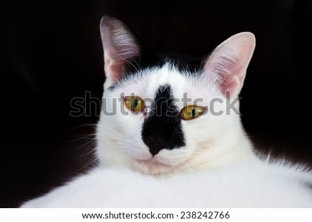 White Cat,black nose