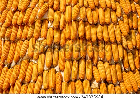 dried corn situated mid sunlight , healthy organic nutrition , abstract backgrounds