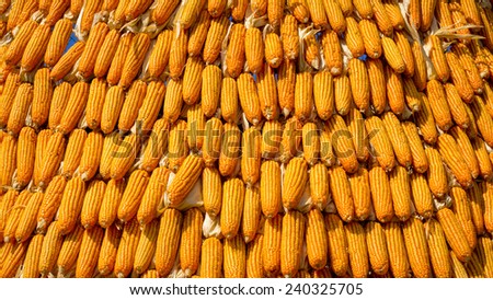 dried corn situated mid sunlight , healthy organic nutrition , abstract backgrounds