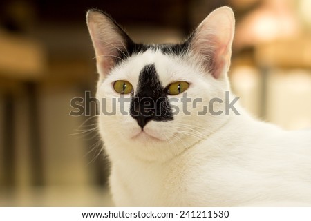 White Cat,black nose