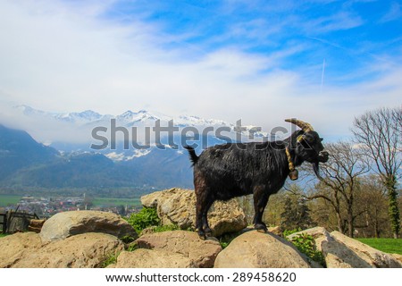 Mountain goat climbing on rocks with Swiss mountain background