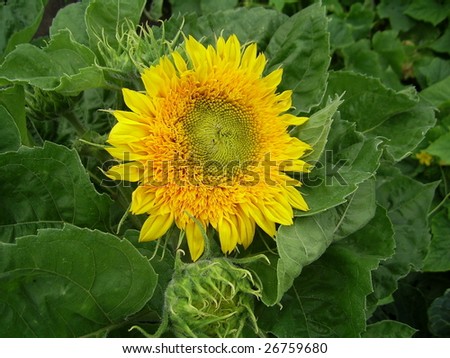 Bright yellow flower of decorative sunflower against green foliage