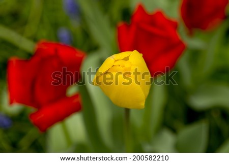 spring tulip flower bathed in morning dew/ three tulip flower