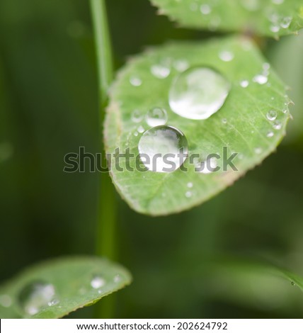 Water droplets on grass leaves/Water droplets