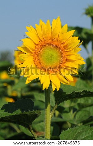 Sunflowers field/Sunflowers field
