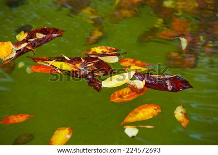 leaves in water fall/leaves in water fall