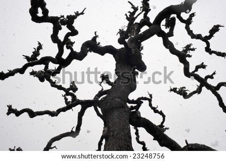 Snow falling on a spooky bare tree