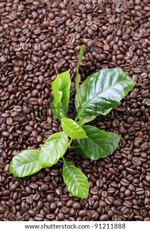Roasted coffee beans and fresh coffee leaves