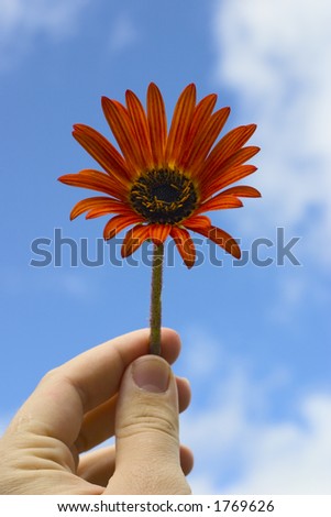 Hand holding flower up to the sky