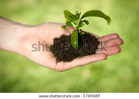Hand holding dirt and plant