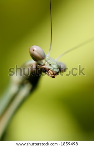 Extreme macro shot of a Praying mantis