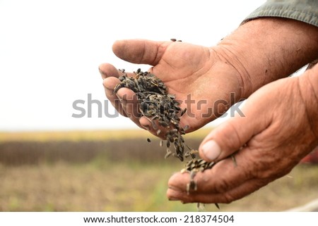 Sunflower seeds in the hands of farmers