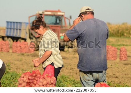 Potatoes Harvesting