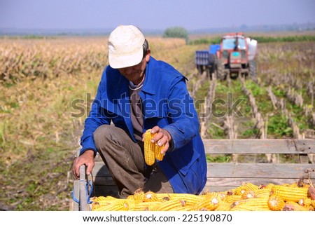 harvest of maize