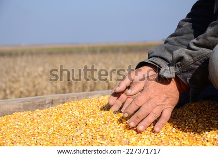 Corn seed in hand of farmer. Agriculture image