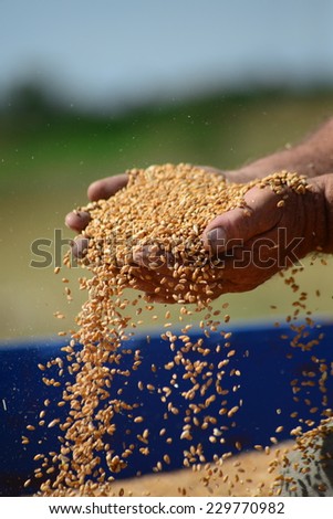 Wheat seeds in hand