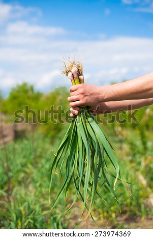 A bunch of fresh new green onions in hand