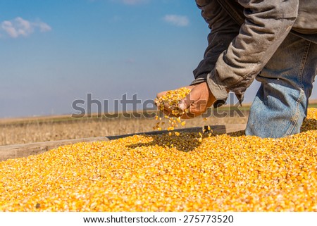 Corn seed in hand of farmer. Agriculture image