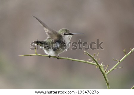 Anna\'s Hummingbird (Calypte anna) baby stretching its wings