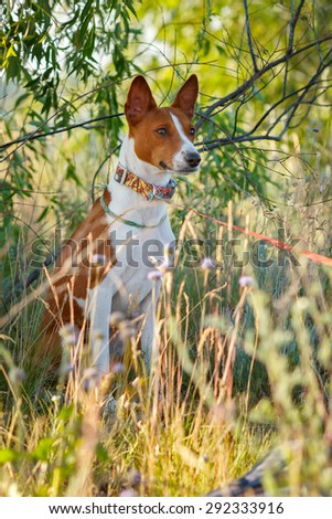 Red and white Basenji. Dog in the shadow of a field of grass.