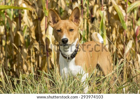 Basenji dog in a field of corn. bright sun