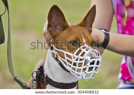 Coursing. Basenji dog in a muzzle for coursing. Close-up. white muzzle