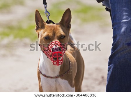 Basenji dog in a muzzle for coursing. Close-up. Red muzzle