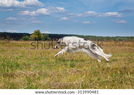 Russian borzoi dog running in the field. Sunny day