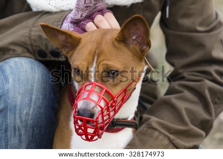 Basenji dog in a muzzle for coursing. Close-up. Red muzzle