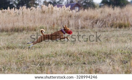 Coursing. Basenji dogs run after a lure. Grassy field. Autumn