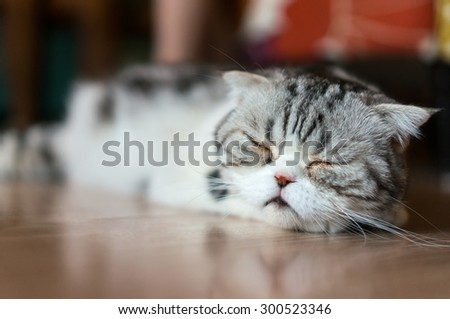 Cat Nap in Cat Cafe