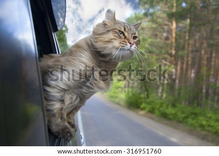 Head Cat  out of a car window  in motion. summer