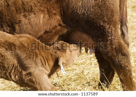 Dinner Time! - A calf obtains nourishment from its mother\'s milk.