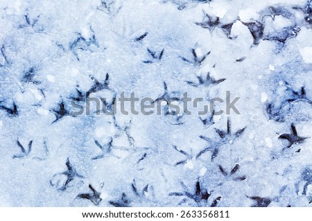 Bird footprints in the ice